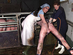 Procedures at the pig farm